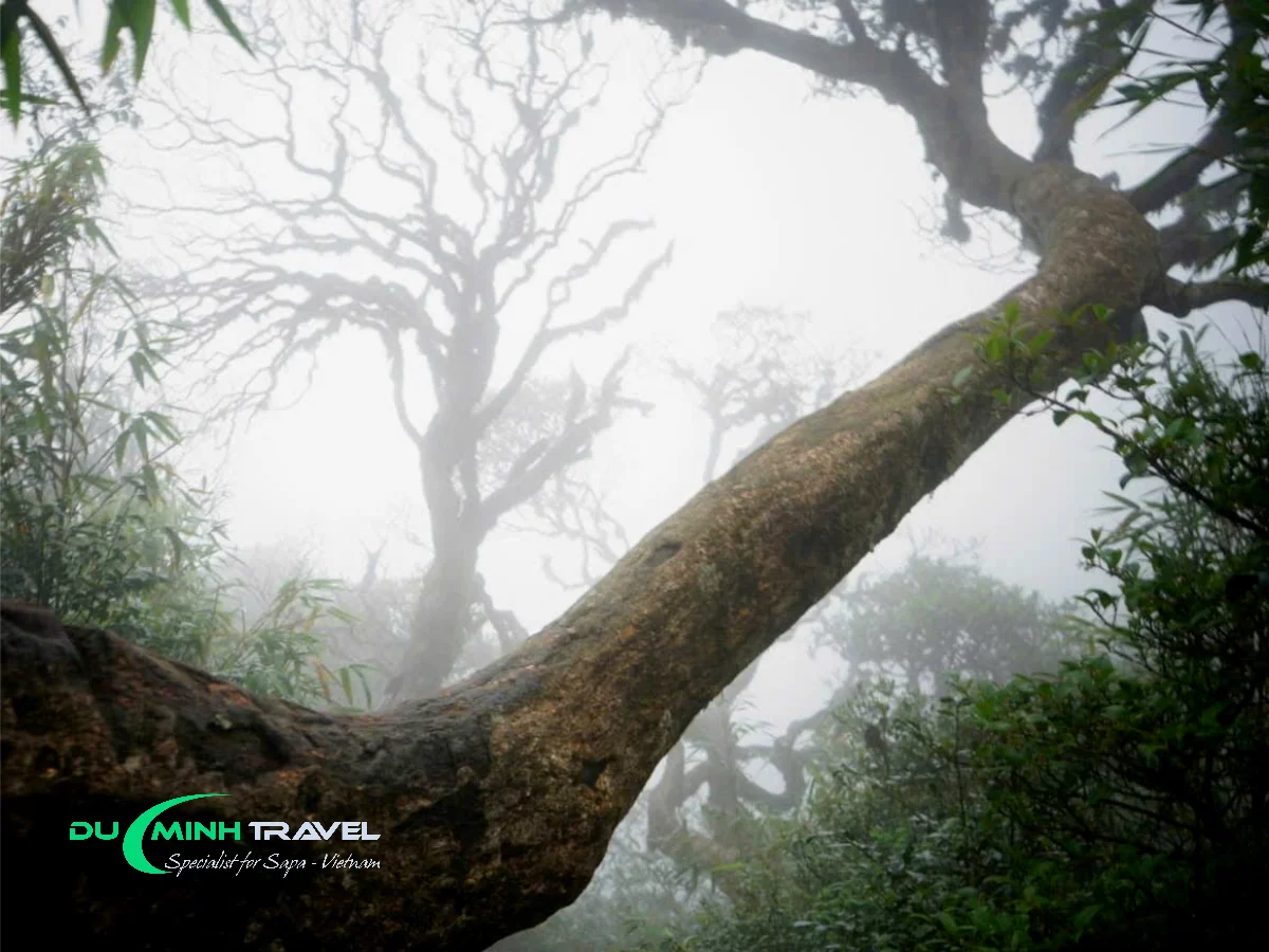 1-Day Fansipan Adventure Trek