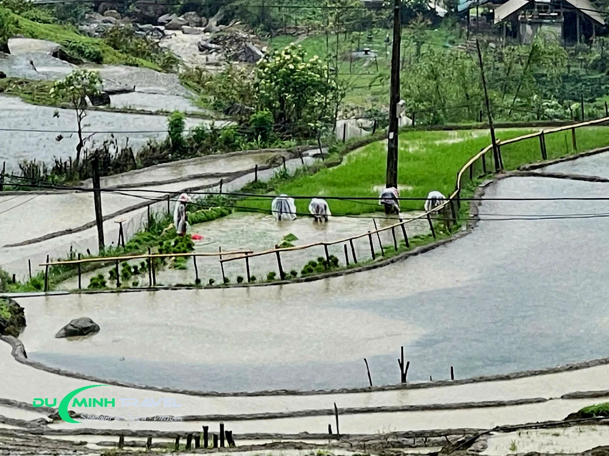 Why Choose a Sapa Local Trekking Tour with Duc Minh Travel?