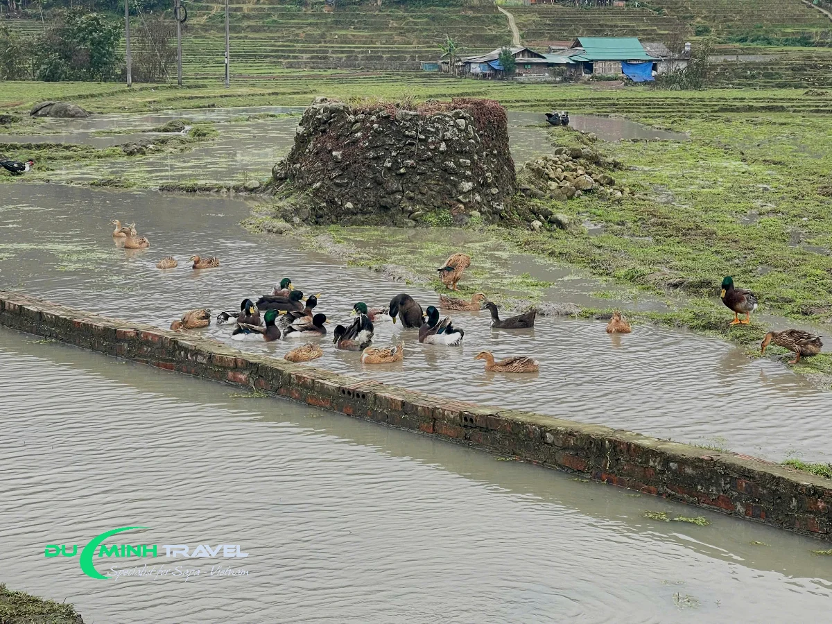 Best Time to Visit Sapa