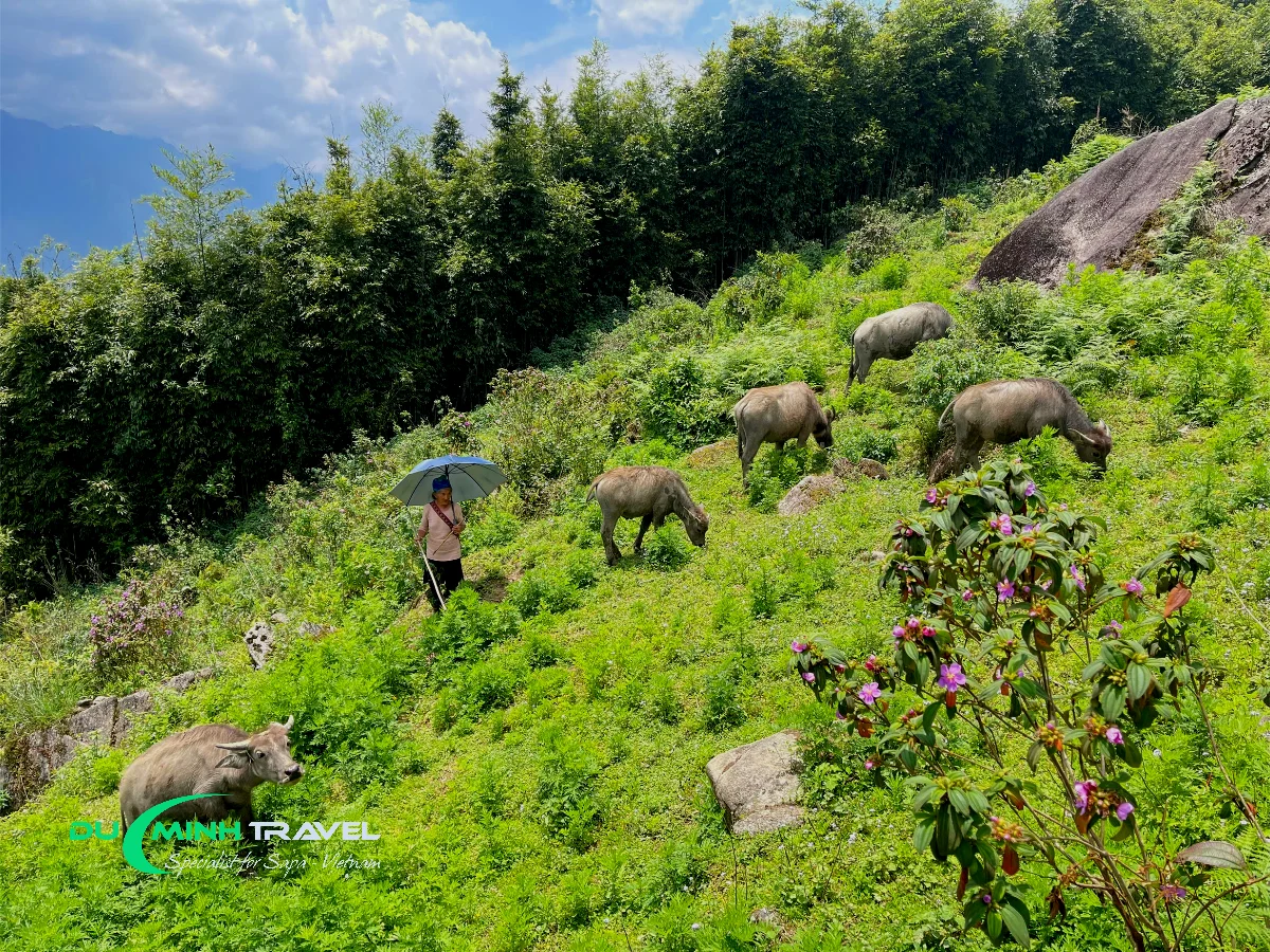 Duc Minh Travel and the Fansipan Trekking Experience