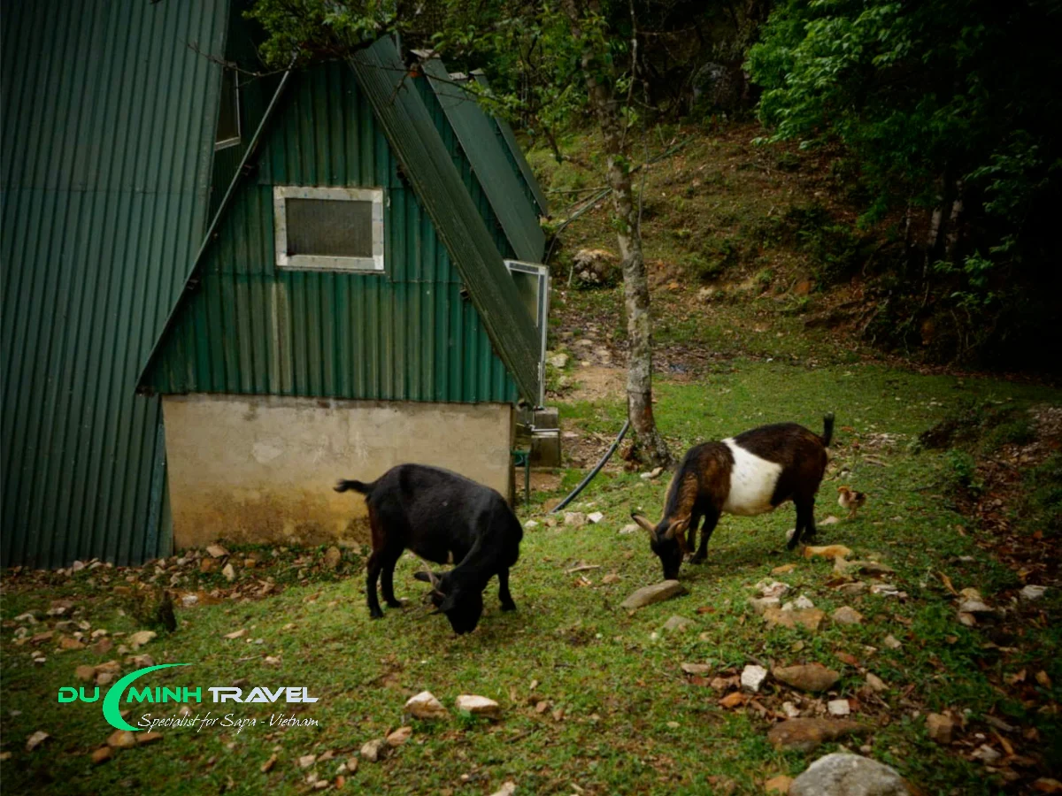 What to Expect on the Fansipan Trekking Journey