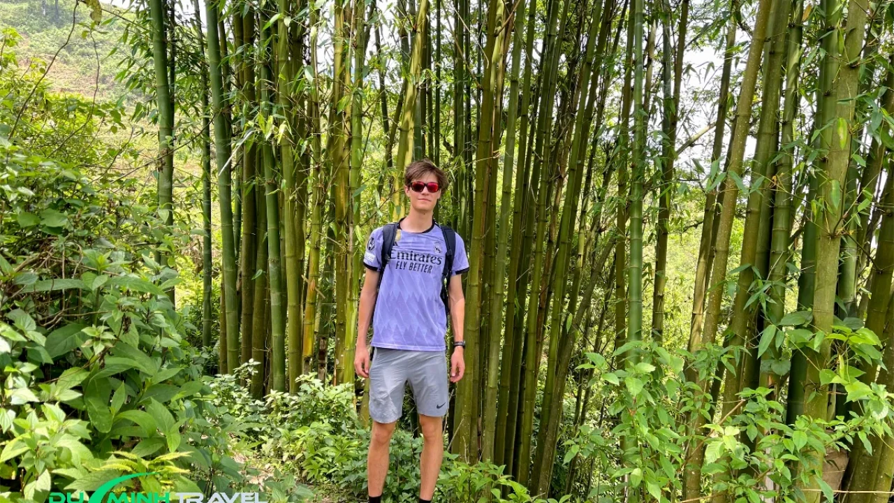 Explore the Peaceful Bamboo Forest of Sapa